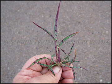 Spikelet