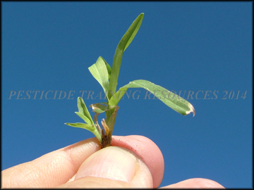 Seedling