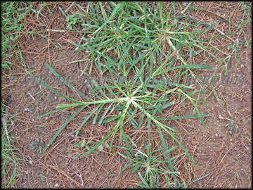 Plants