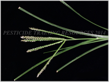 Inflorescence