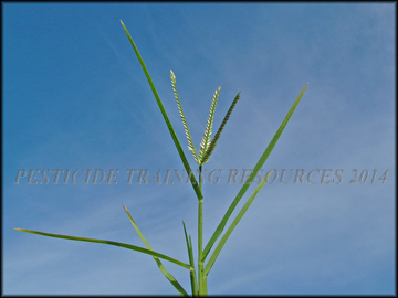 Inflorescence