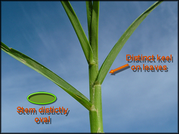 Stem and Collars