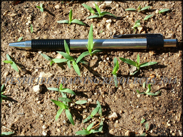 Seedlings