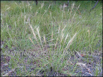 Mature Plants