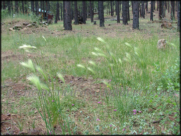 Plants