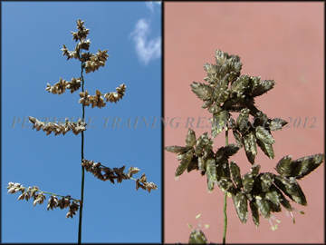 Inflorescence