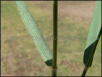 Leaf Blades