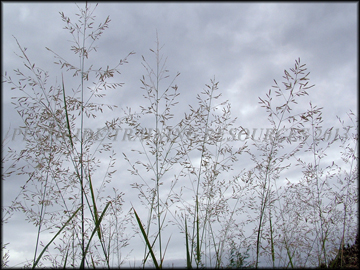 inflorescense