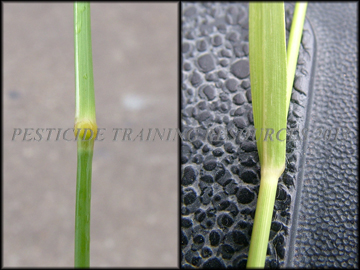 Node and Collar