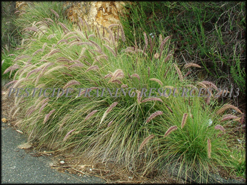 Mature Plants