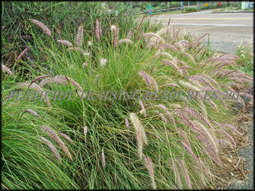 Mature Plant