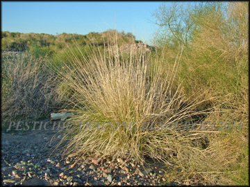 Mature Plant
