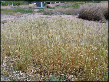 Dried Plants