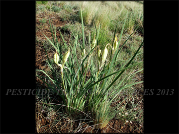 Ligules