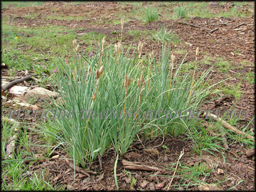 Inflorescense