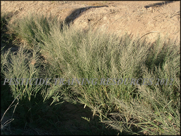 Plants