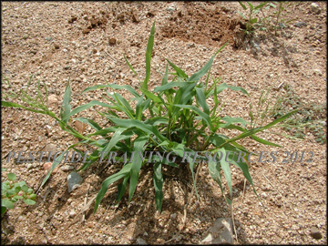 Small plant