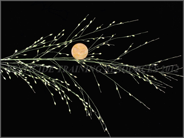 Inflorescense
