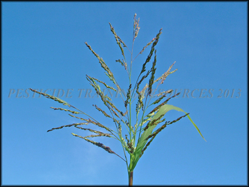 Inflorescence