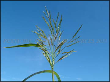 Inflorescenc