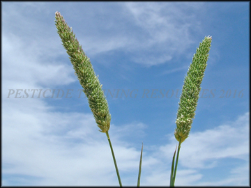 Inflorescence