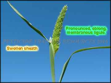 Inflorescence