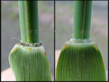 Ligules