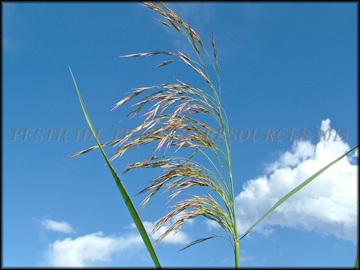 Inflorescense