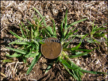 Small Plant