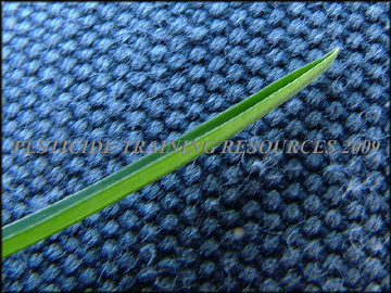 Leaf