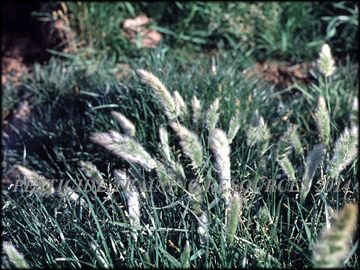 Collar and Ligules