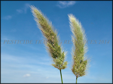 Inflorescence