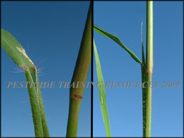 Ligule, Node, Stem