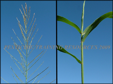 Inflorescence, Stem