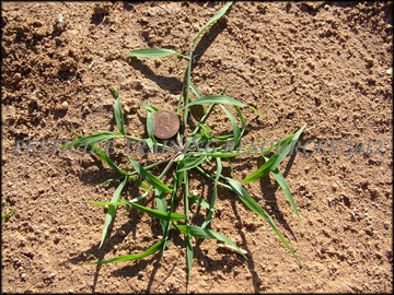 Small Plant