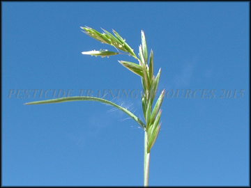 Inflorescence