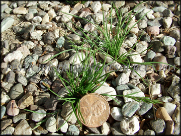 Small Plants
