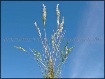 Plant Senescing