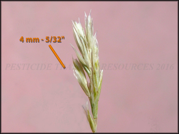 Senescent Spikelets
