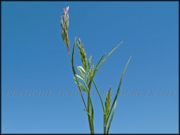 Inflorescence