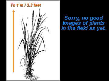 Scale