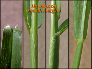 Ligule, Sheath and Collar
