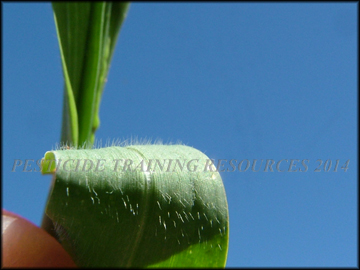 Leaf Hairs
