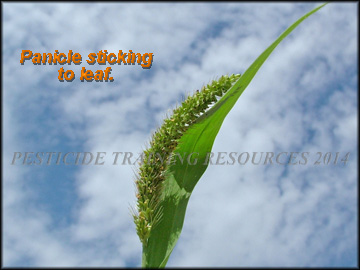 Stickiness