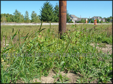 Plants