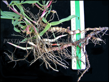 Rhizomes