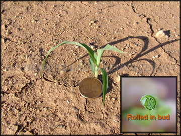 Seedling