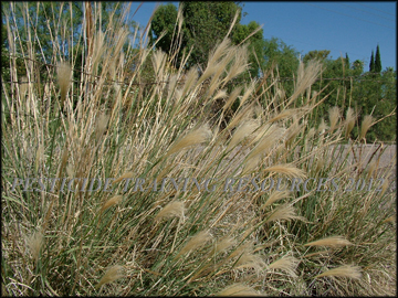 Plants