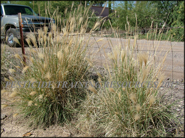 Plants, foliage