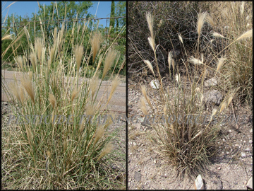 Foliage, Rhizomes